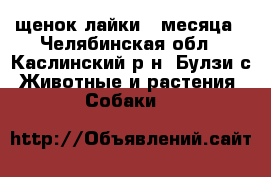 щенок лайки 4 месяца - Челябинская обл., Каслинский р-н, Булзи с. Животные и растения » Собаки   